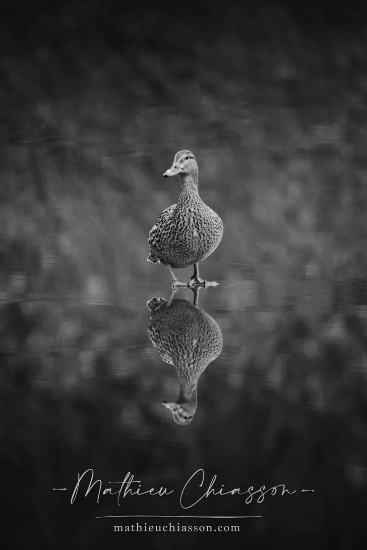 The watcher