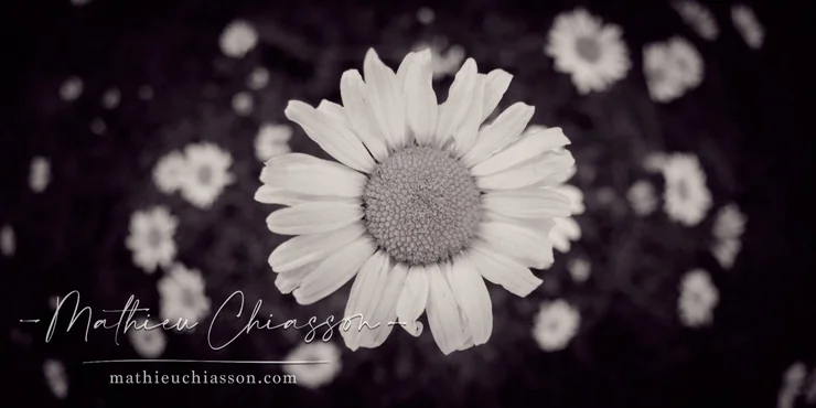 Petals and memories